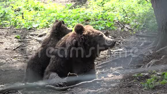 小熊坐在熊妈妈身上视频的预览图