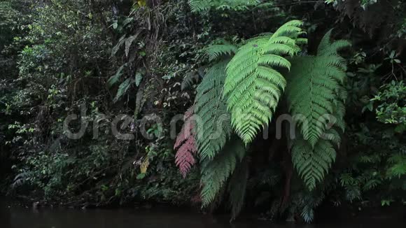 热带雨林中一条小河旁的不同颜色的巨大蕨类植物视频的预览图