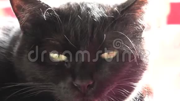 黑猫女巫视频的预览图