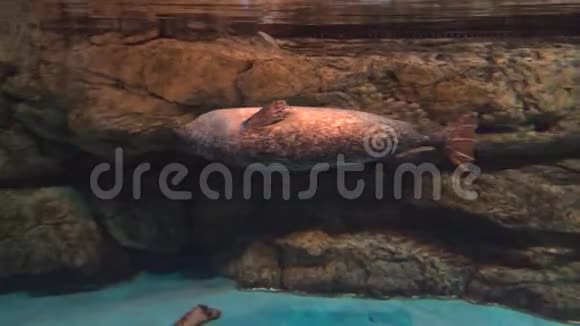 4k灰海豹在亚洲水族馆水下游泳视频的预览图