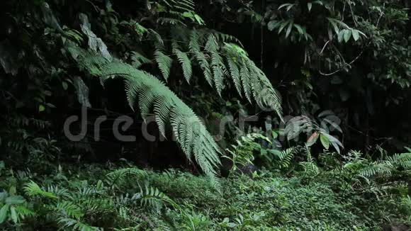 从热带雨林或丛林中的叶子中慢慢滴下的水视频的预览图