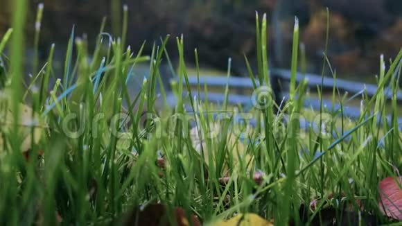 特写绿草在风中摇曳干枯的红叶在草地上低角度拍摄滑动移动相机视频的预览图