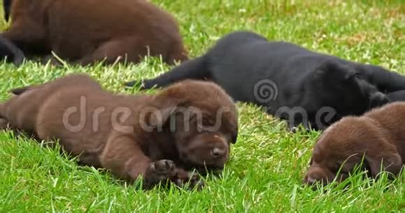 拉布拉多猎犬草坪上的黑褐色小狗睡觉诺曼底慢动作视频的预览图