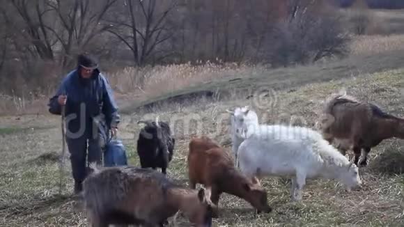 一个穿着凌乱衣服的老人从牧场来到他的家他带着一群自己的山羊背景是视频的预览图