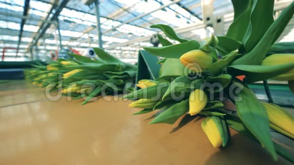 带黄色郁金香的转手花卉植物花卉生产自动化机械视频的预览图