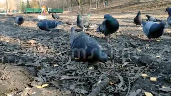 春天公园里一群用谷物喂养的鸽子的特写镜头视频的预览图