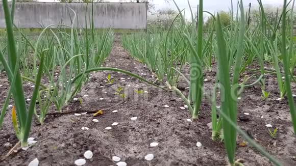 洋葱种植园芽苗的特写视频的预览图