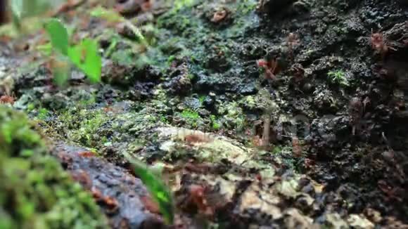 工作中的切叶蚁和在大树枝上行走的叶子视频的预览图