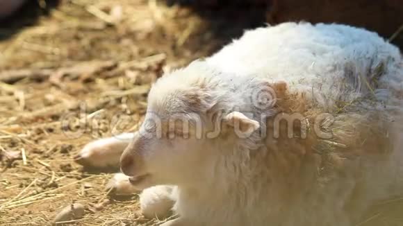 高清特写白羔羊躺在地上的视频视频的预览图