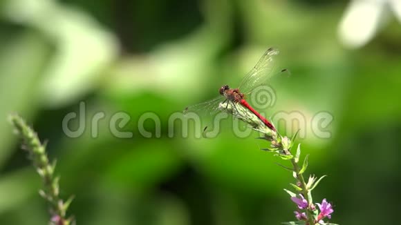 静止的蜻蜓在植物上视频的预览图