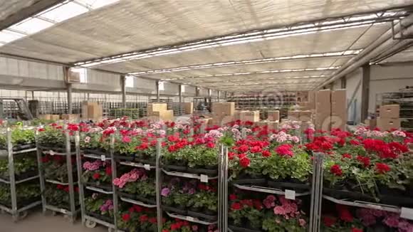 全景的一个大仓库开着鲜花工作流程在一个大仓库的一个现代化温室视频的预览图
