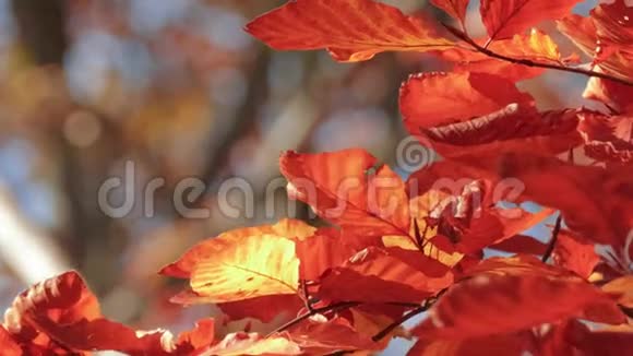 阳光下有秋天红叶的小枝合拢视频的预览图