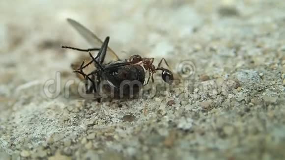 蚂蚁和一只还活着的苍蝇视频的预览图