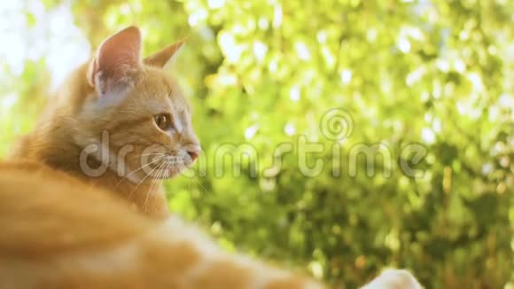 可爱的红色小猫躺在院子里的木凳上背景是绿色植物宠物在户外散步美丽的猫在上面的轮廓视频的预览图