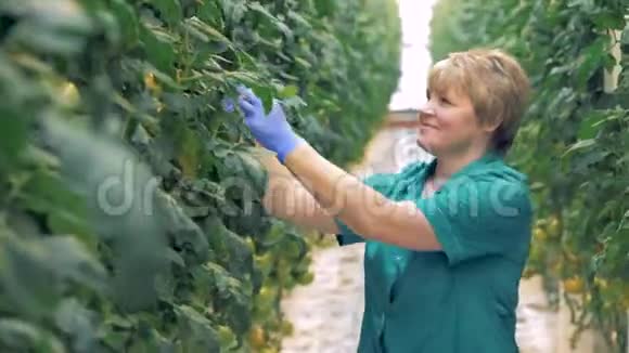 一位微笑的女士对番茄植株的检查过程现代农业概念视频的预览图