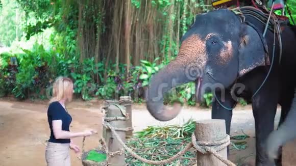 一位年轻女子用篮子里的棕榈树叶子喂大象视频的预览图