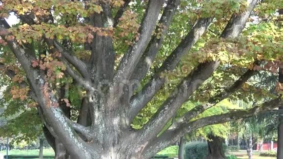 秋天公园里的大树视频的预览图