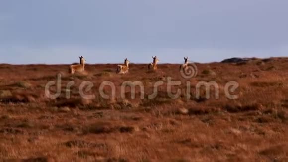 在苏格兰北部萨瑟兰的草坡中马鹿鹿鹿鹿奔跑和放牧视频的预览图