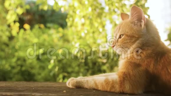 可爱的红色小猫躺在院子里的木凳上背景是绿色植物宠物在户外散步美丽的猫在上面的轮廓视频的预览图