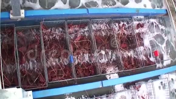 南澳大利亚参观悬崖龙虾的繁殖视频的预览图