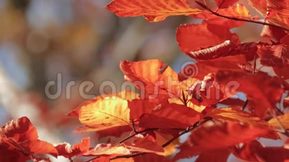 阳光下有秋天红叶的小枝合拢视频的预览图