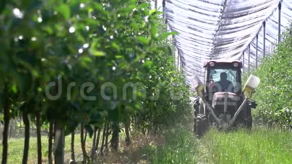 小拖拉机在苹果园的一排排树之间开着车视频的预览图