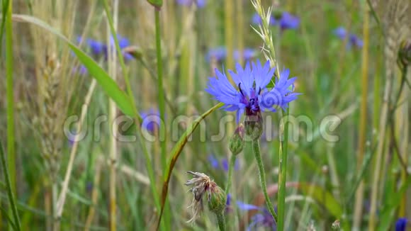 在一个阳光明媚的夏日蓝色的花朵矢车菊在风中摇曳在草地和小麦的耳朵之间视频的预览图