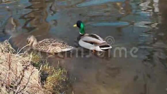 野鸭在池塘自然栖息地的配对视频的预览图