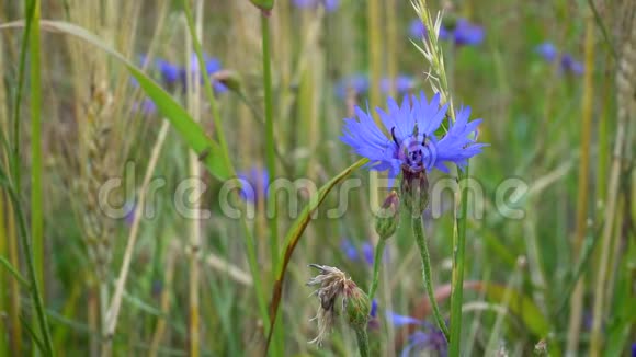 在阳光明媚的夏日蓝色的花朵矢车菊在风中摇曳在草和麦穗之间视频的预览图