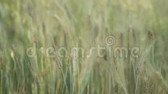 在一个阳光明媚的夏日蓝色的花朵矢车菊在风中摇曳在草地和小麦的耳朵之间视频的预览图