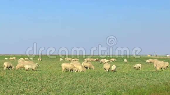 绵羊放牧的广角视图视频的预览图