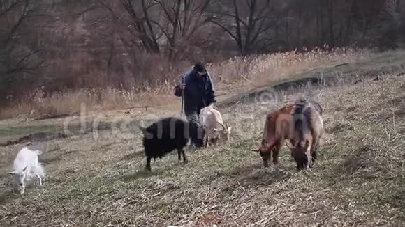 一个穿着凌乱衣服的老人从牧场来到他的家他带着一群自己的山羊背景是视频的预览图