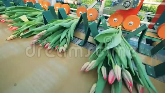 农业机制正在束缚郁金香花卉植物花卉生产自动化机械视频的预览图