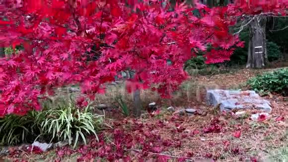 日本枫树红叶秋色日本花园日本公园红叶特写背景视频的预览图