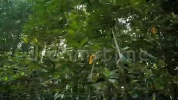 推进河口近红树林保护海洋自然环境视频的预览图