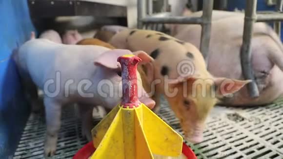 小猪接近吃塑料饲养器的食物从水槽里吃的猪视频的预览图