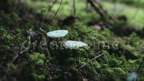 森林里的蘑菇食用森林毒蘑菇视频的预览图