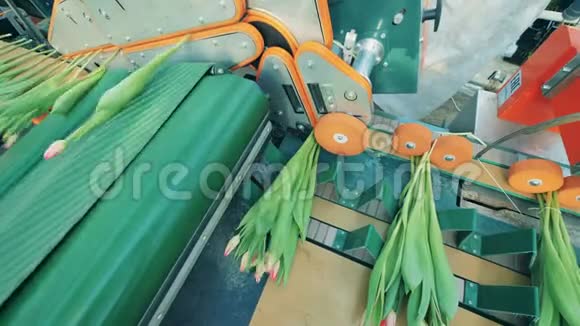 带有郁金香的传送带被机械地绑起来花卉生产自动化机械视频的预览图