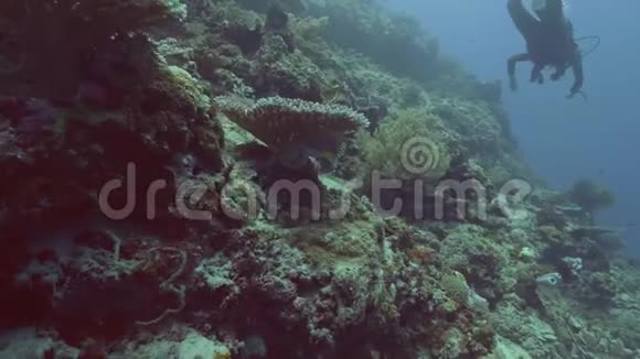 美丽的珊瑚礁鱼和水肺潜水员在碧海中水下游泳水下拍摄珊瑚礁和鱼类视频的预览图