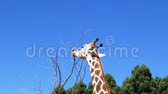 罗斯柴尔德的长颈鹿一边吃视频的预览图