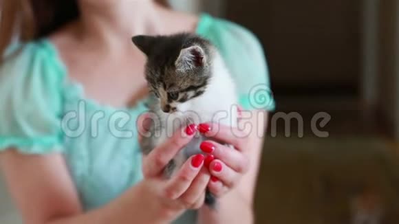 在女人手里合上可爱小猫视频的预览图