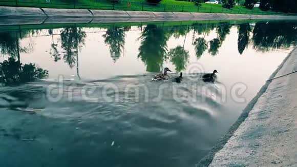 鸭子又在运河里游泳wateriflow视频的预览图