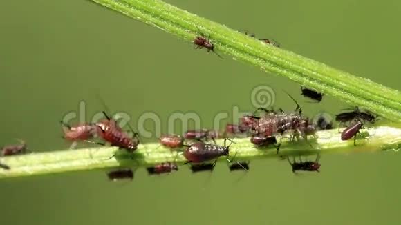 蚜虫视频的预览图
