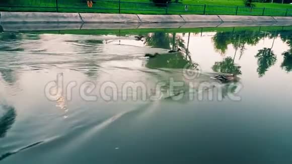 小鸭子在水上跑游泳时又wateri了flow视频的预览图