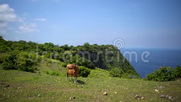 奶牛在一片绿色的牧场上放牧生产生态清洁牛肉并满足视频的预览图