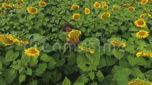 美丽的大葵花田和年轻迷人的卷曲女孩站在一排排植物之间的空中景色视频的预览图