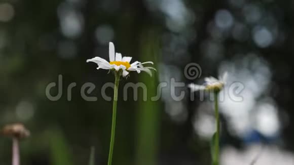 白色的雏菊花在夏日田野的风中摇曳特写镜头美丽的雏菊在夏天的草坪上绽放视频的预览图