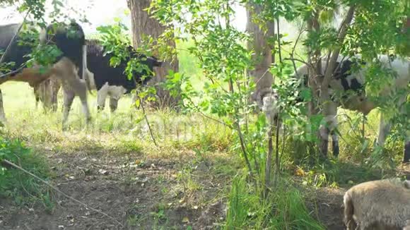 奶牛站在树荫下视频的预览图