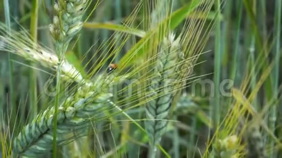 瓢虫爬在小麦的耳朵上在夏天的一天在田野里随风摇曳视频的预览图