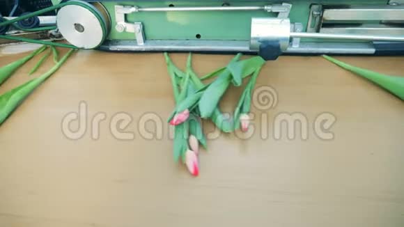 切割输送机与郁金香沿着它移动花卉产业花卉生产视频的预览图